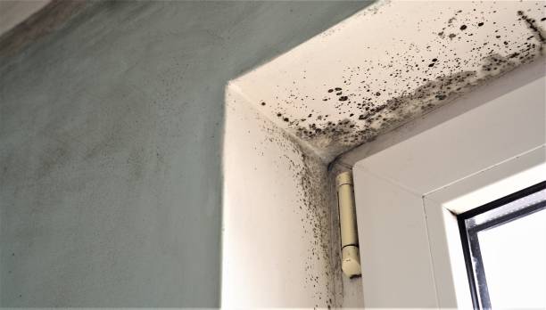 Best Environmental Consulting for Mold Prevention  in Morton, PA