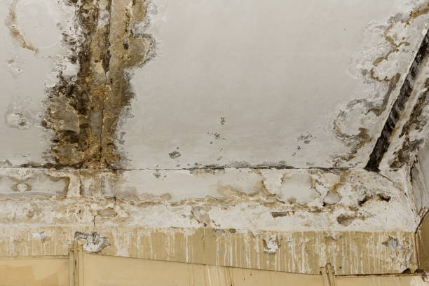 Asbestos and Lead Testing During Mold Inspection in Morton, PA