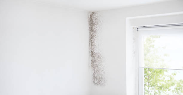  Morton, PA Mold Removal Pros