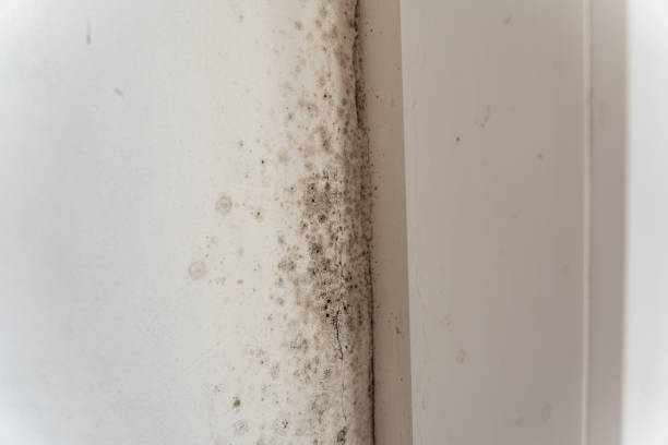 Reliable Morton, PA Mold Removal Solutions