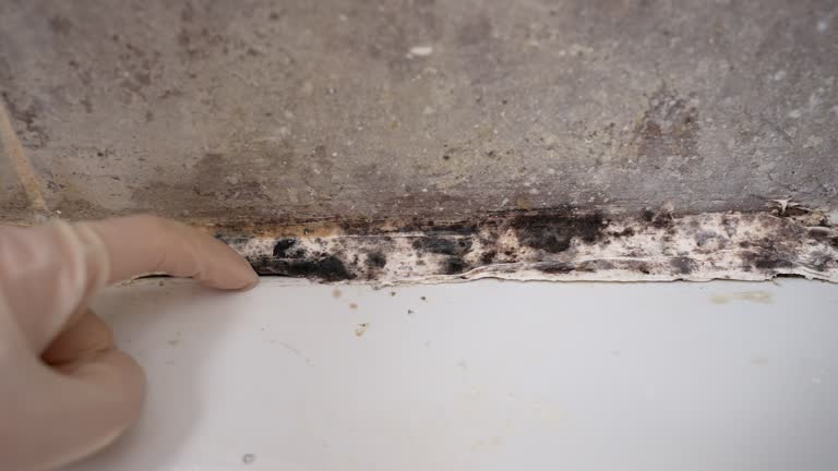 Mold Removal for HVAC Installations in Morton, PA
